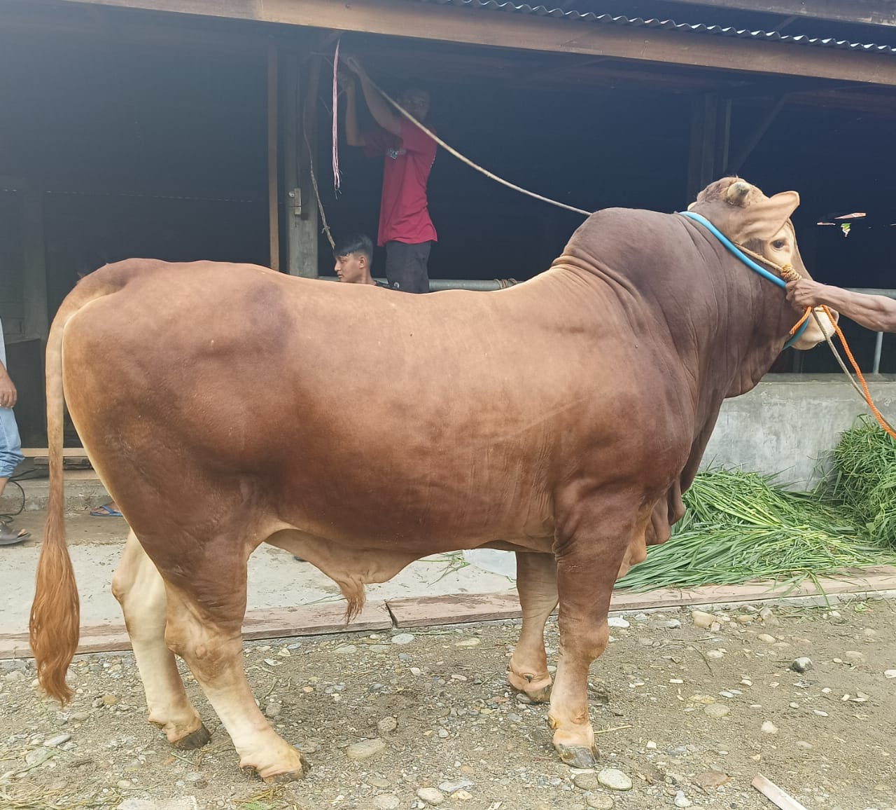 Sapi Asal Parimo Ini Terpilih Jadi Calon Hewan Kurban Jokowi Di Sulteng