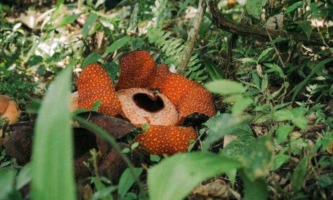 
					Ilustrasi bunga Rafflesia Arnoldi, Foto : Unsplash/collinmeg