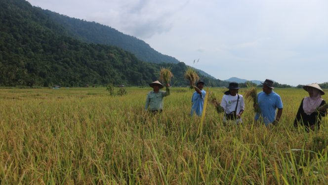 
					Panen padi organik dengan metode SRI yang digarap petani dampingan PT Vale di Desa Kolono, Morowali, Sabtu, 11 Februari 2023. (Foto: Santo/ likein.id)