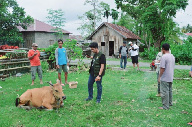 
					Pemeriksaan sapi di Kecamatan Sirenja, Donggala oleh petugas kesehatan hewan. (Foto: UPT Veteriner Sulteng)