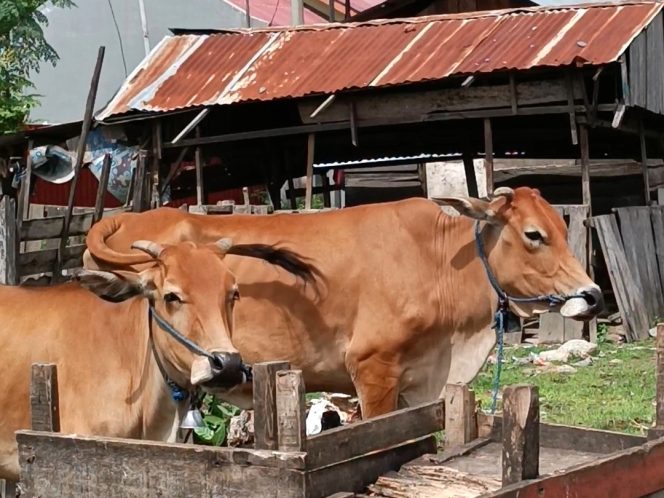 
					Ternak sapi di Kota Palu. (Foto: Inul/Likein.id)