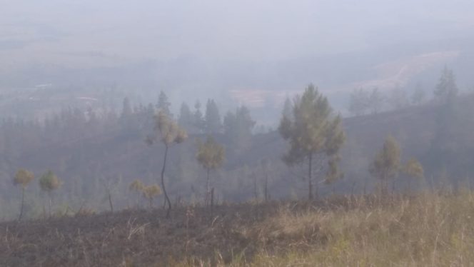 
					Kebakaran lahan di Desa Watutau, Poso, Senin (4/9/2023). (Foto: BPBD Sulteng)